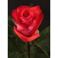 Roses - Raphaela